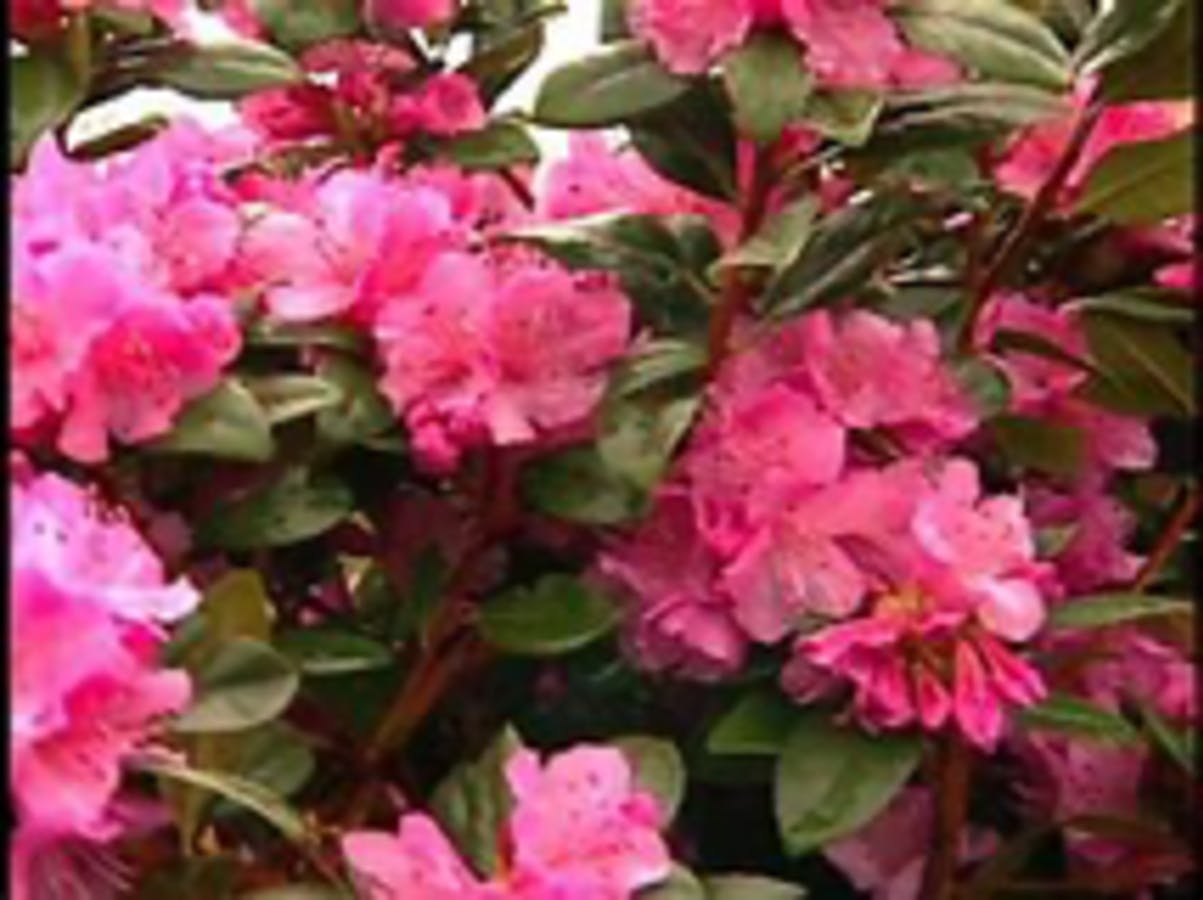 Olga Mezitt Rhododendron