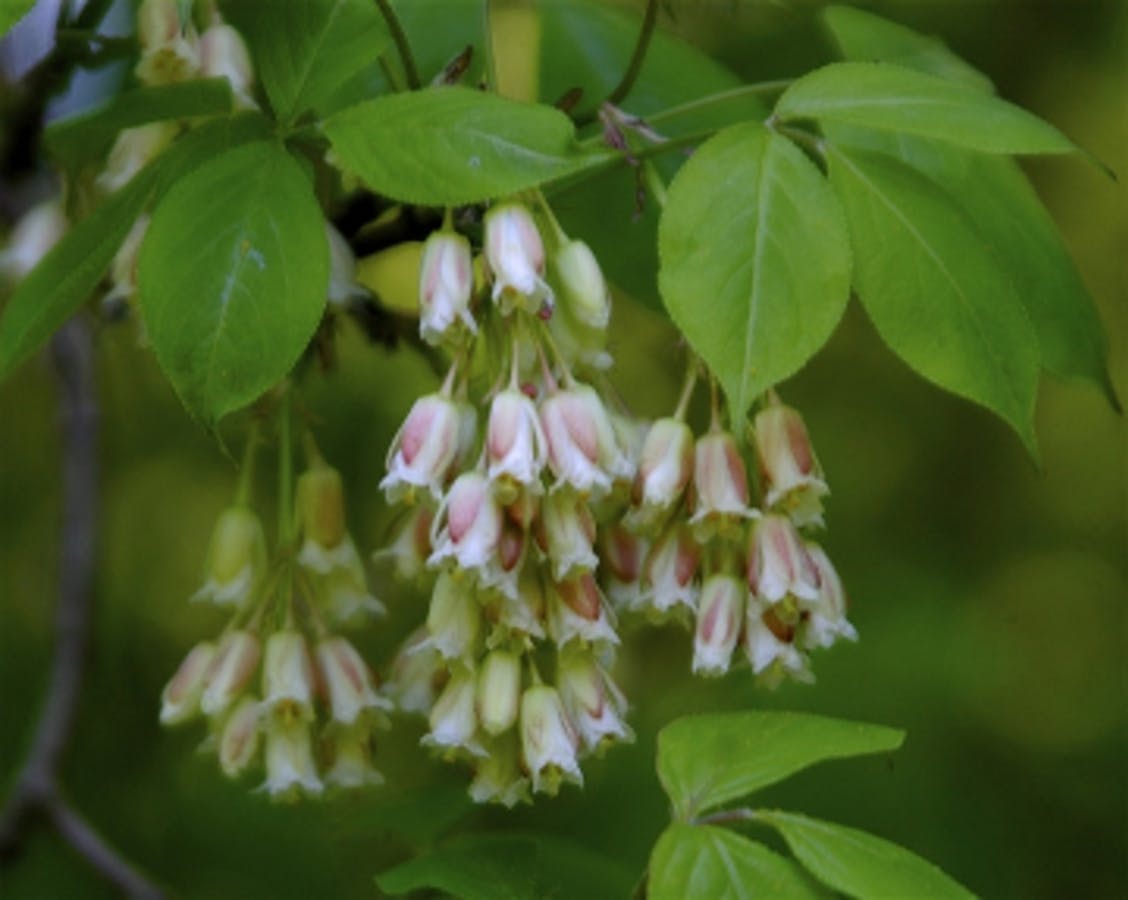 American Bladdernut