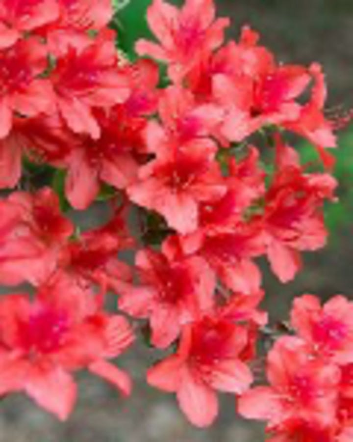 Kaempferi Azalea