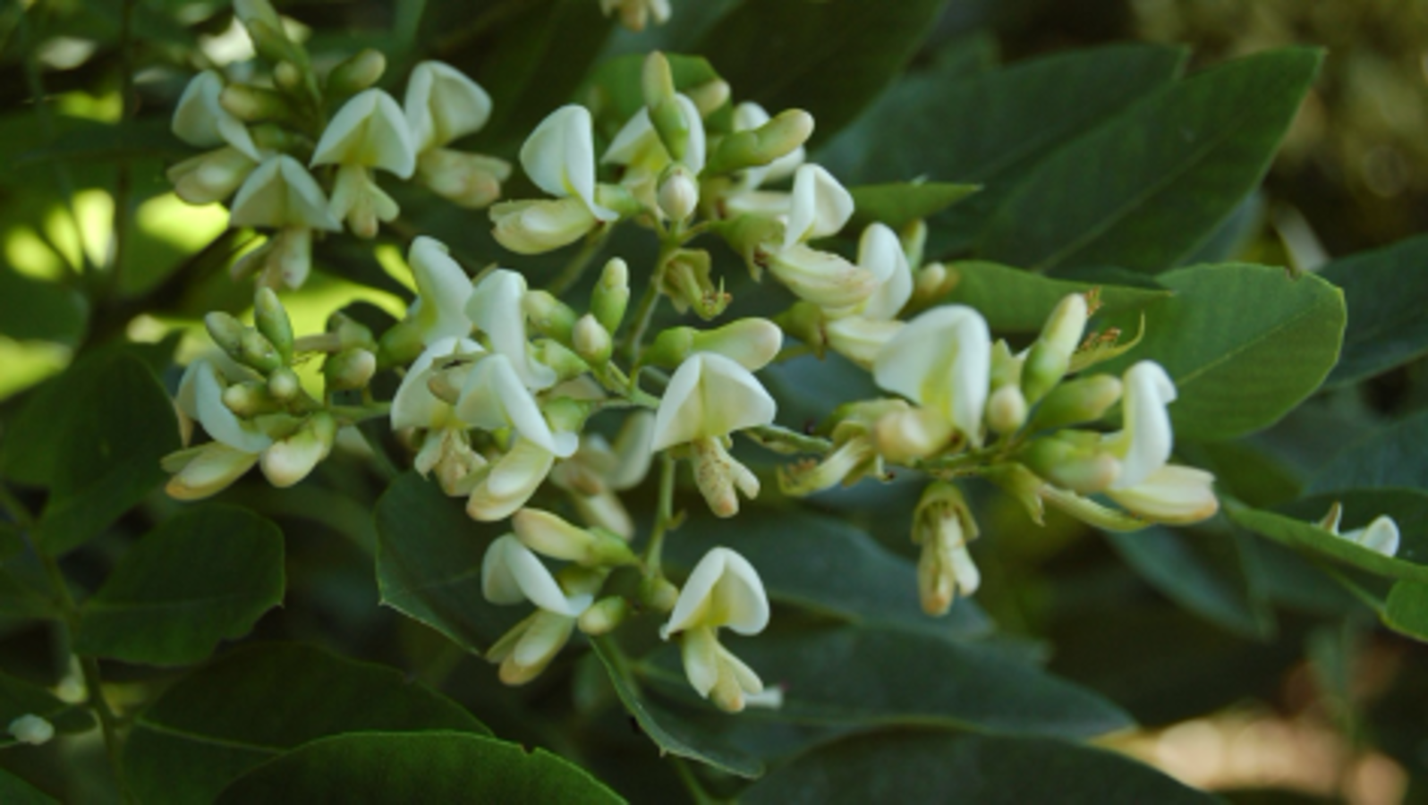 Japanese Pagodatree, Tree of Knowledge