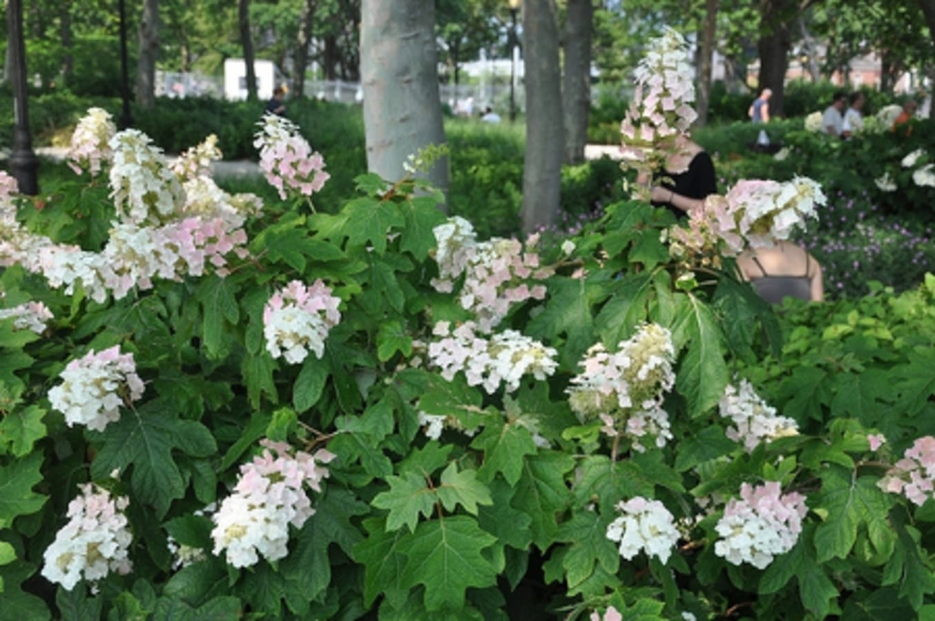 Oakleaf Hydrangea