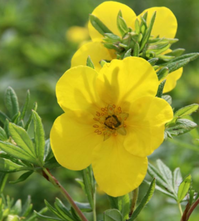 Early June Blooms