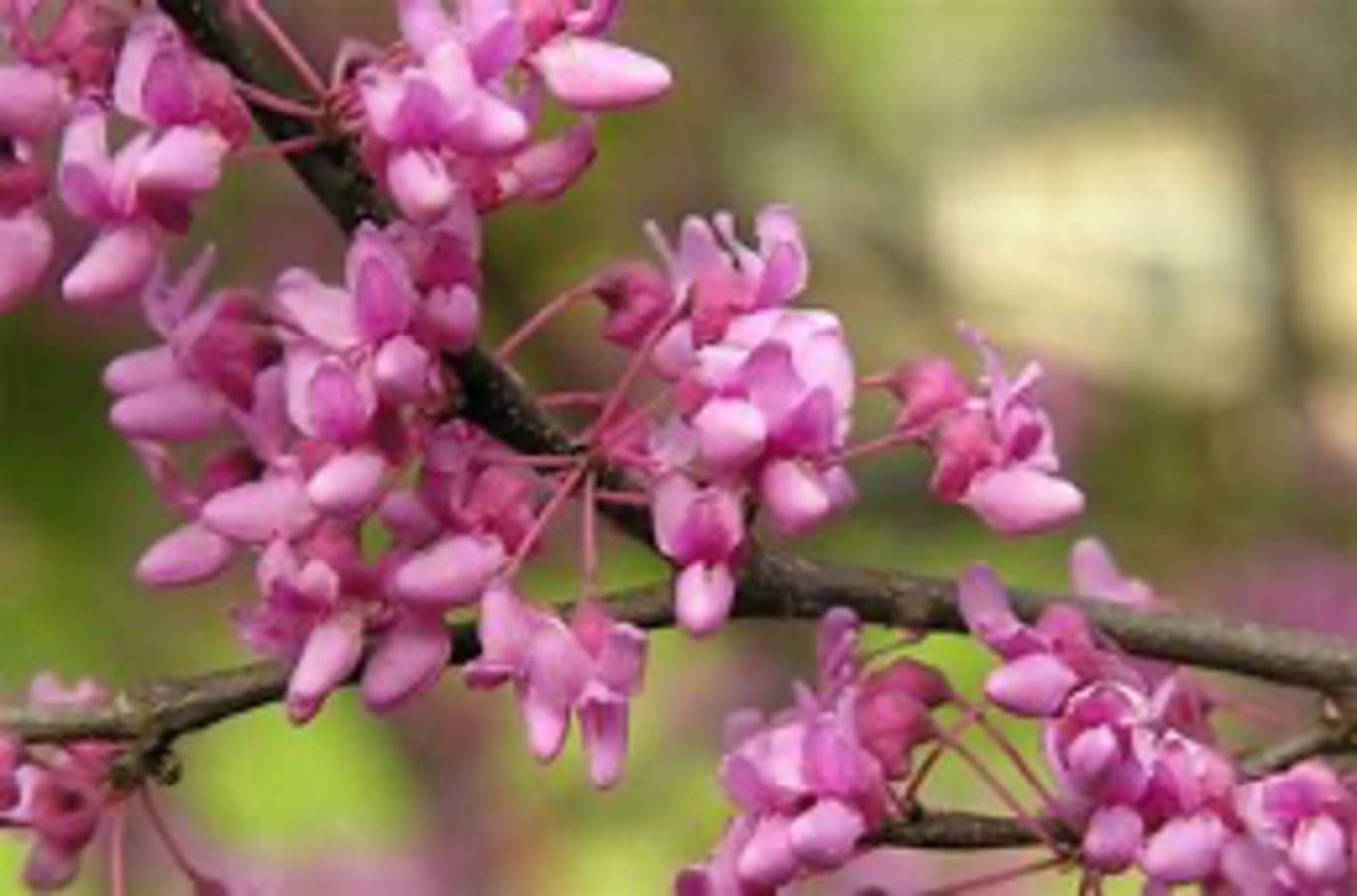 Asiatic Redbud