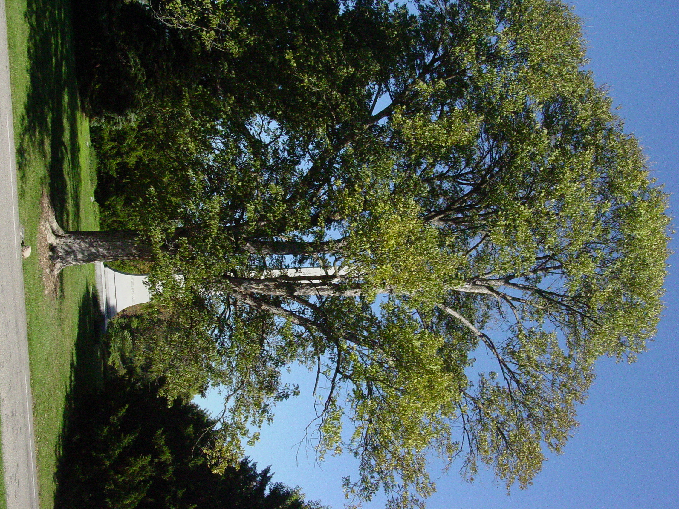 Blue Ash planted cicra 1970