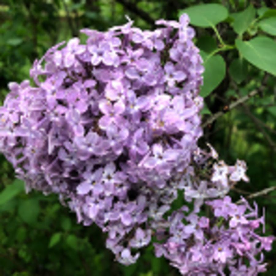 Common Lilac