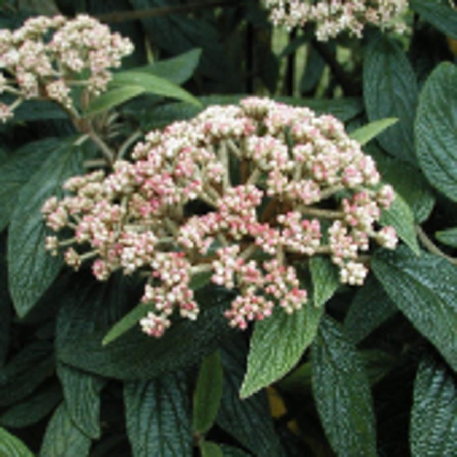 Leatherleaf Viburnum