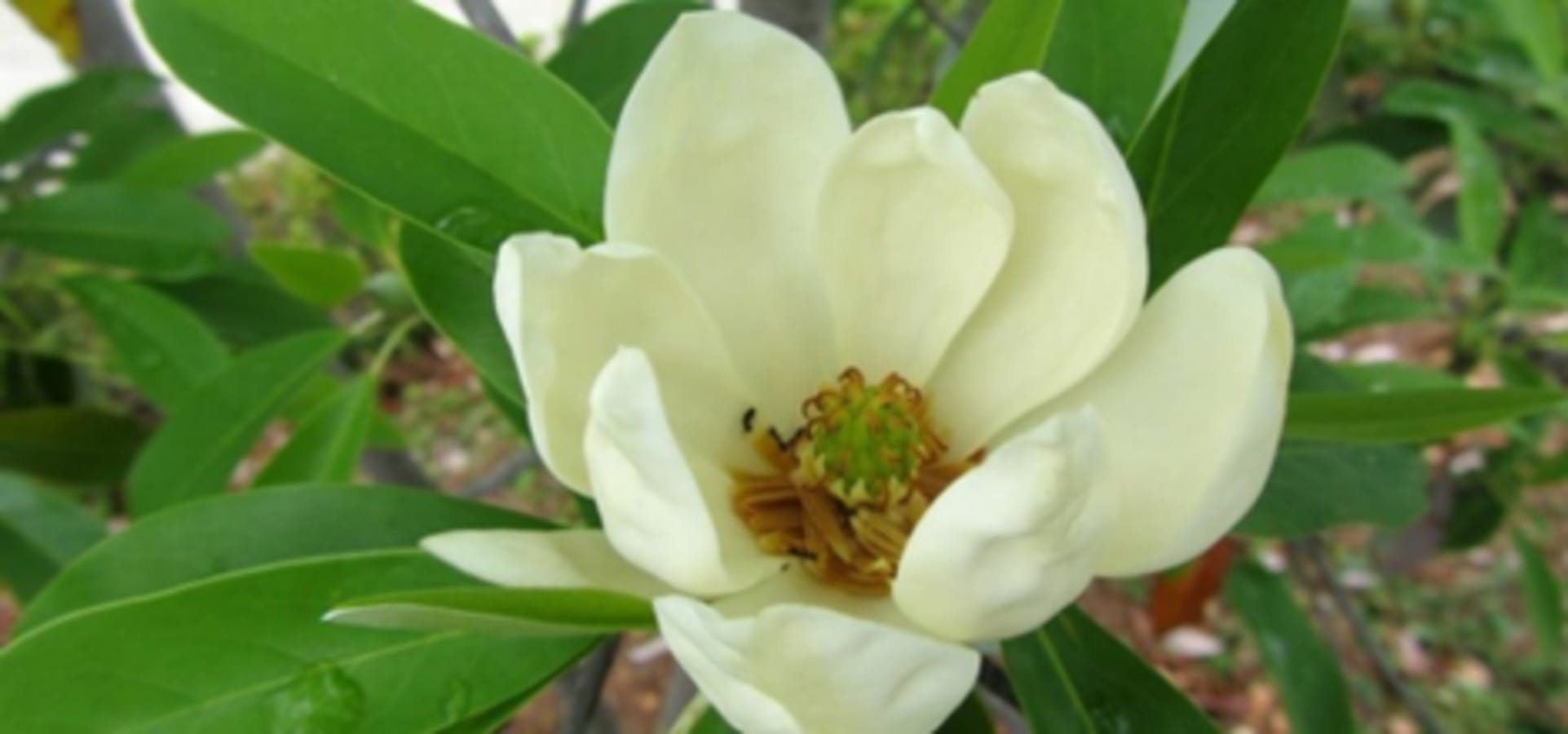 Sweetbay Magnolia