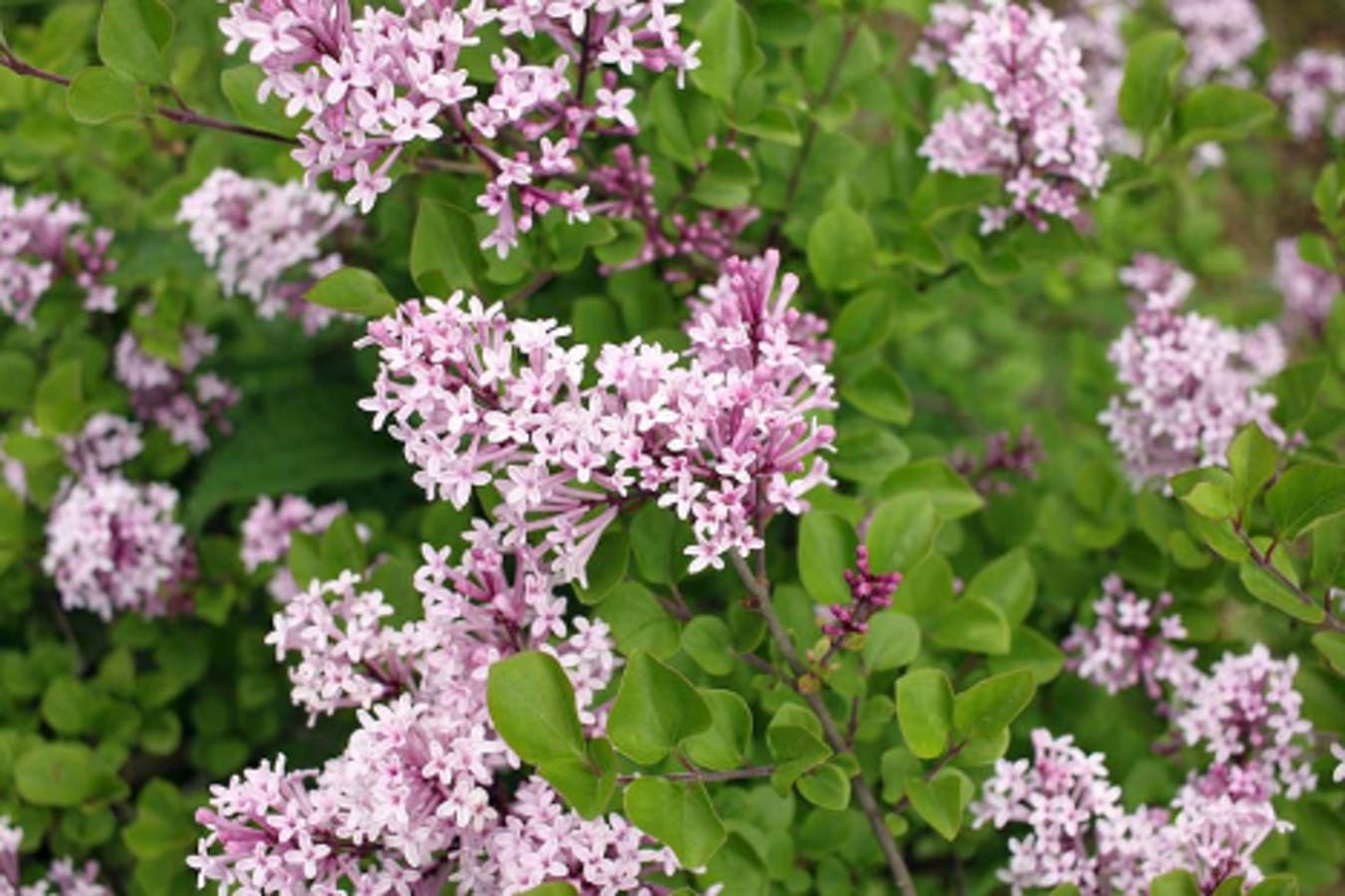 Meyer Lilac