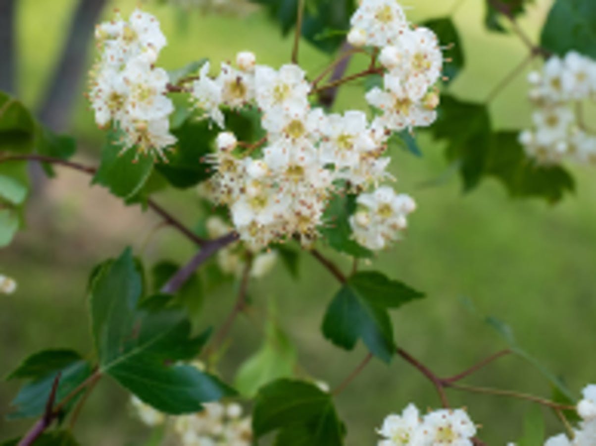 Washington Hawthorn