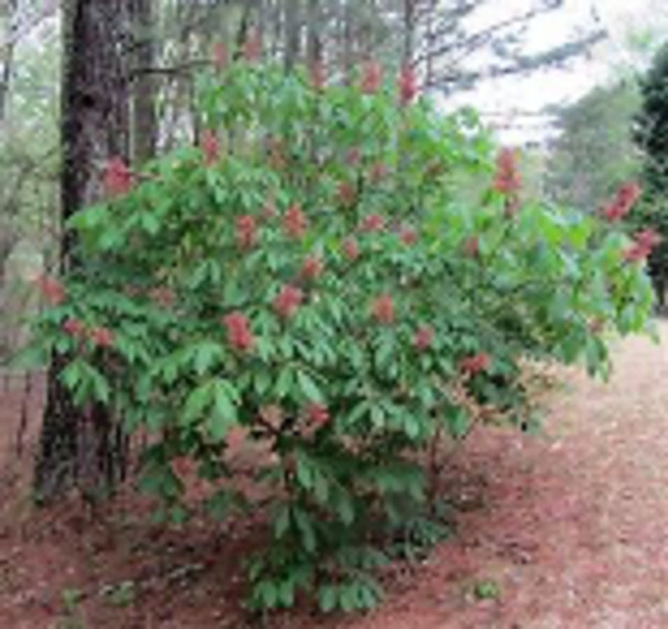 Red Buckeye Plant 