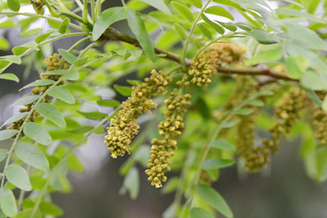 Thornless Honeylocust