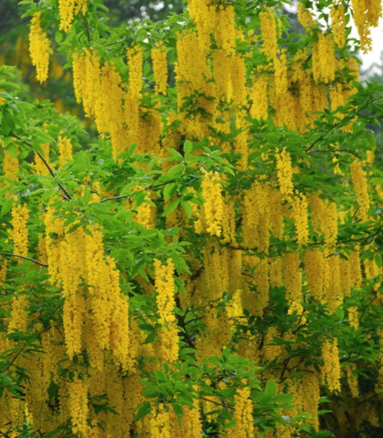 Scottish Laburnum