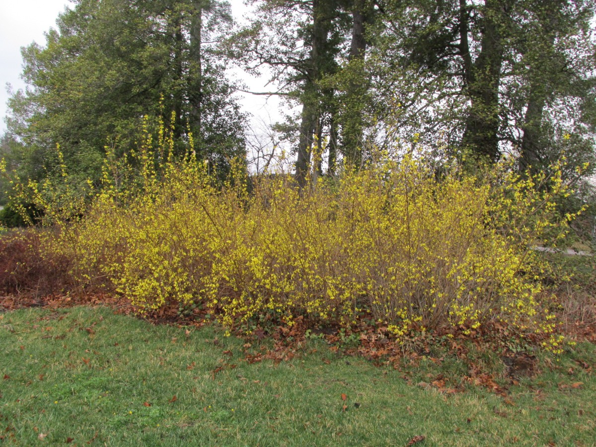 Forsythia bloom