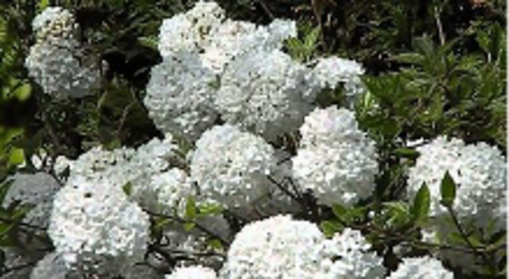 Eskimo Viburnum