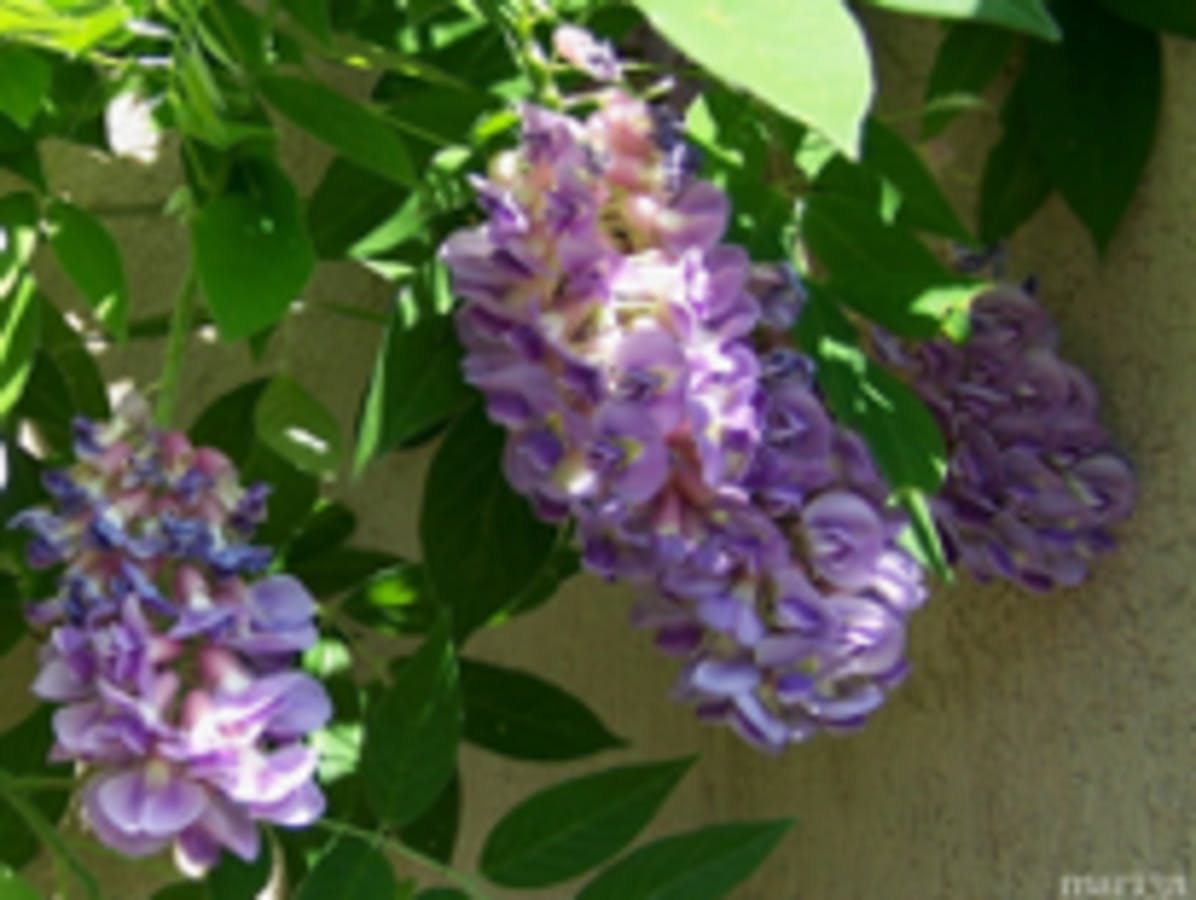 Kentucky Wisteria