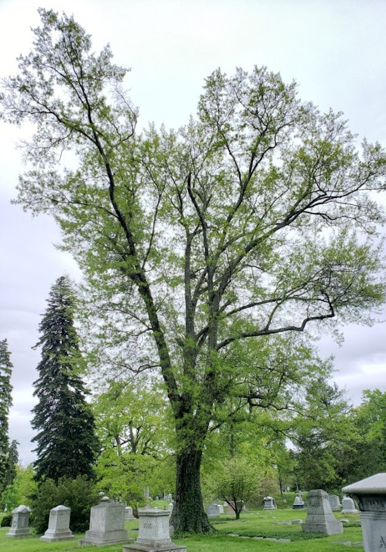 Aboretum