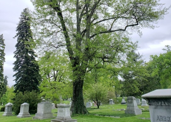 Aboretum