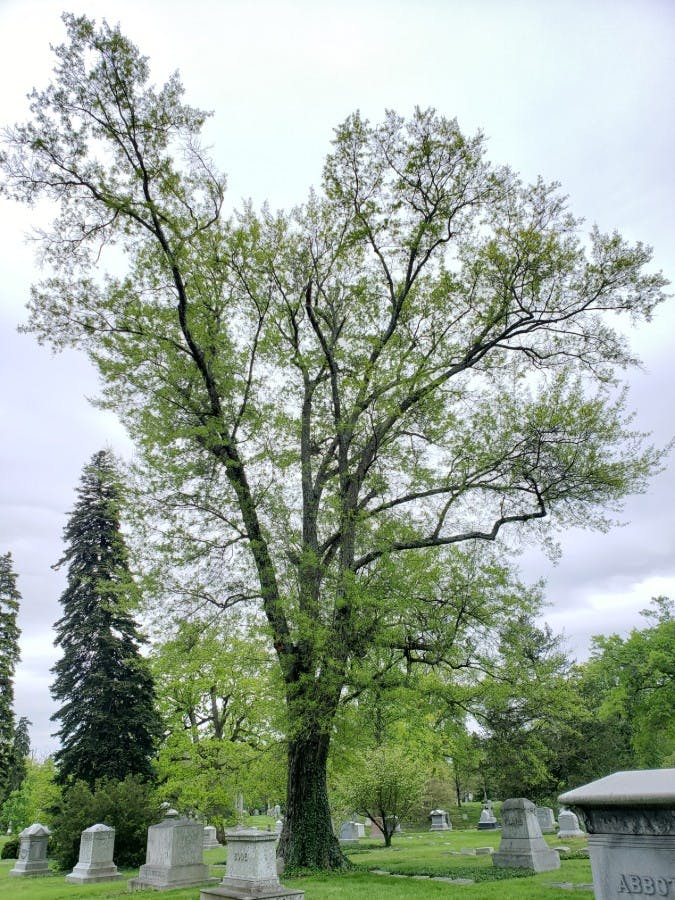 Water Oak (Quercus nigra)