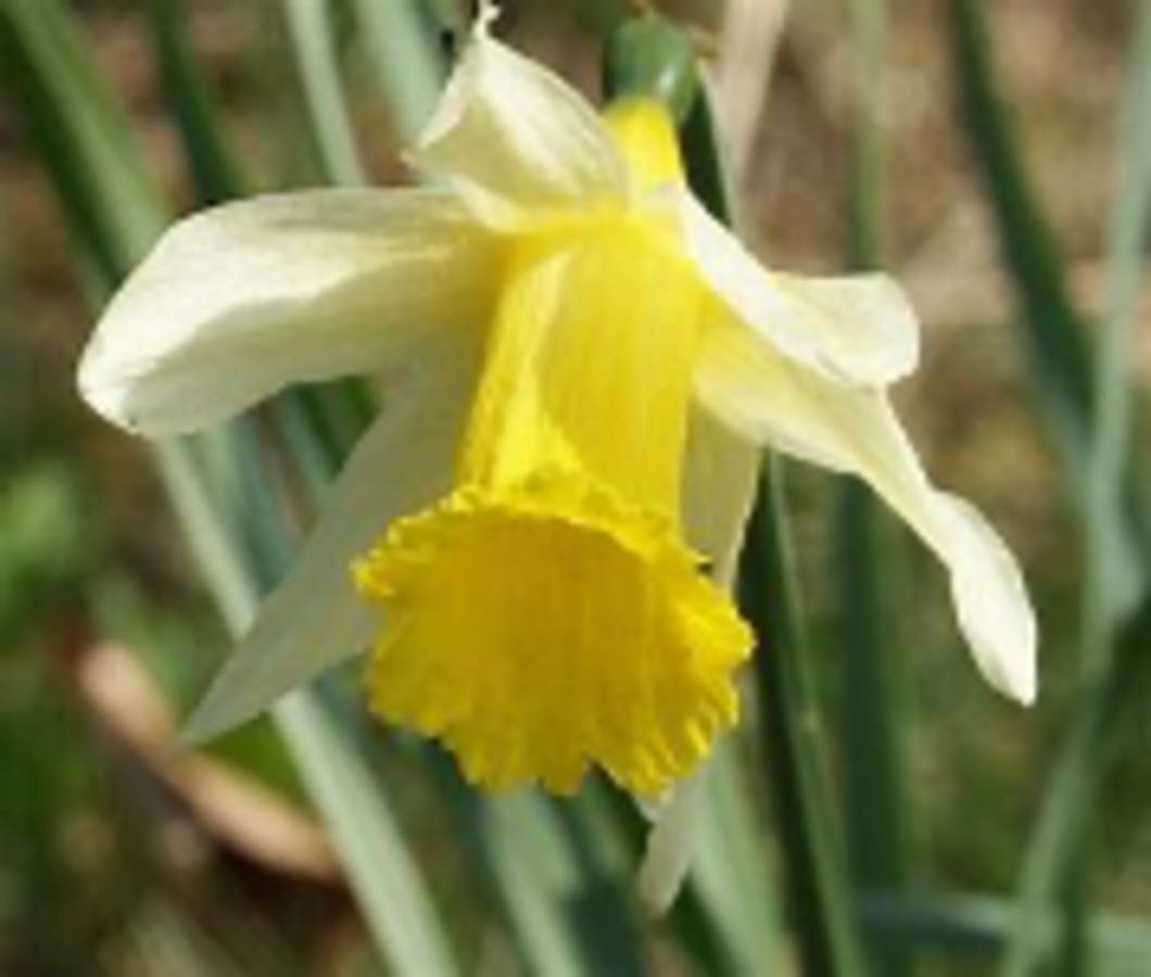 Daffodil