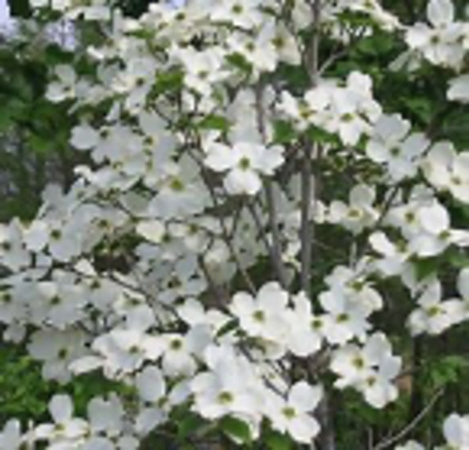 Flowering Dogwood (White)