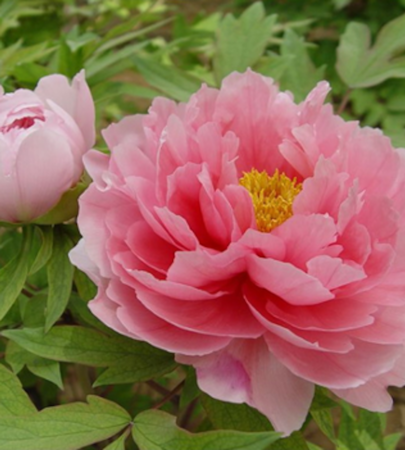 Late May Blooms