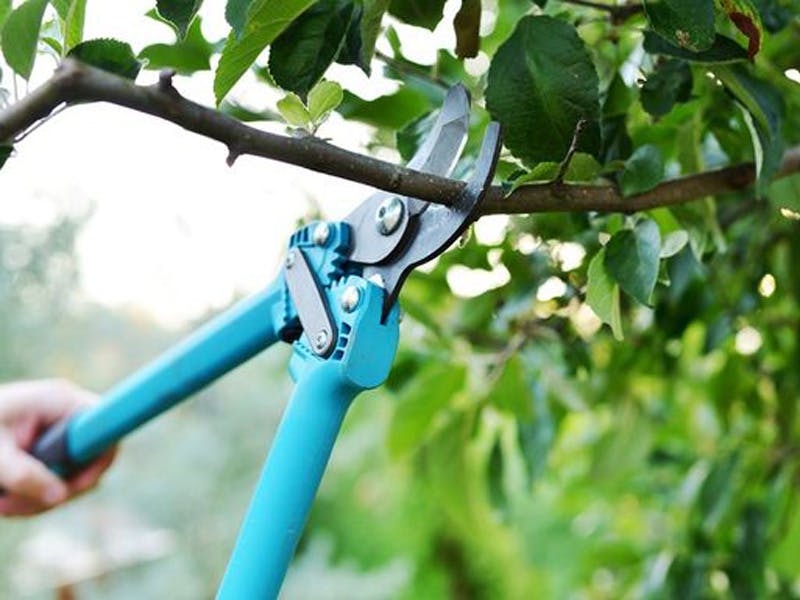 Proper Pruning Techniques 2024