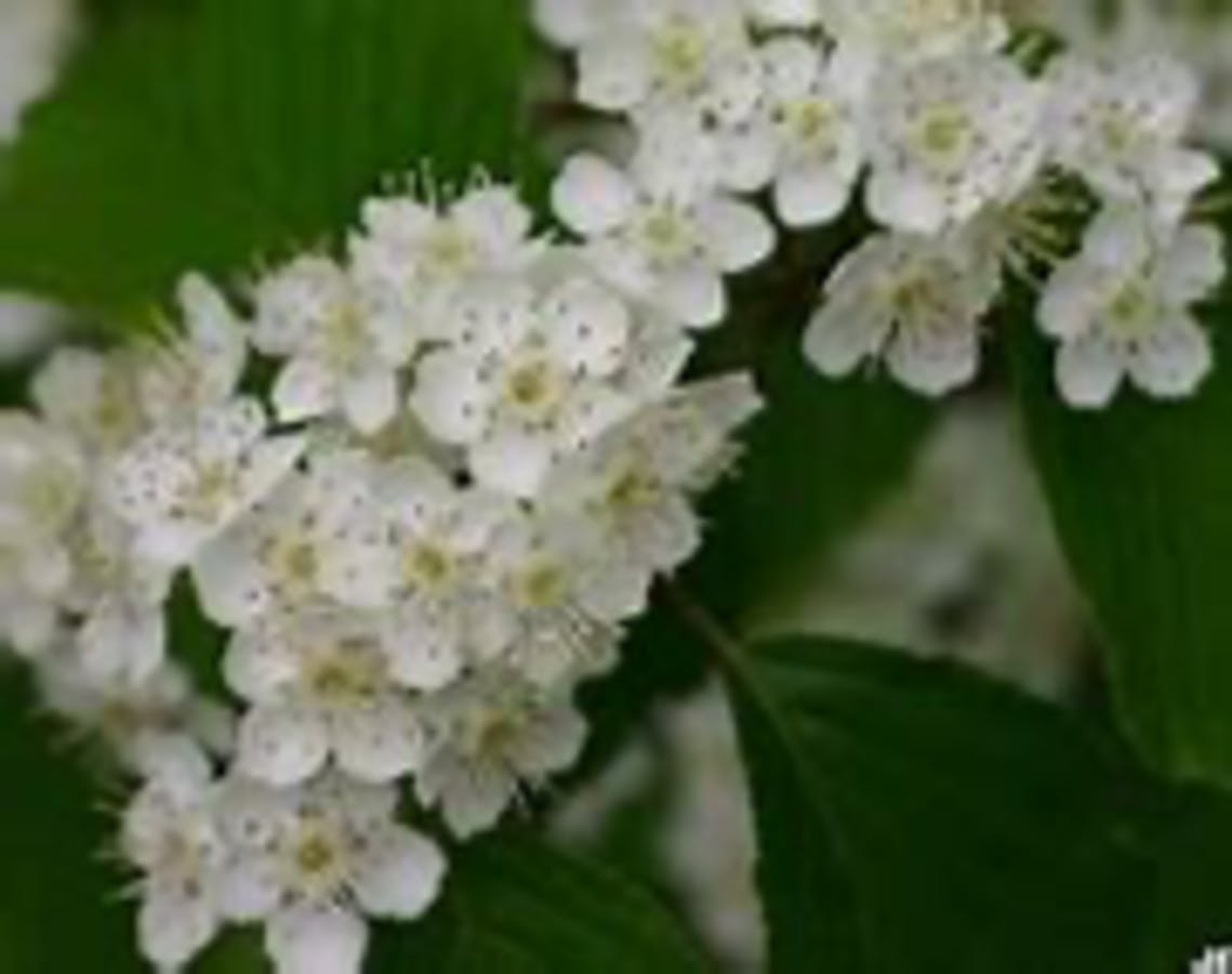 Korean Mountainash Bloom 