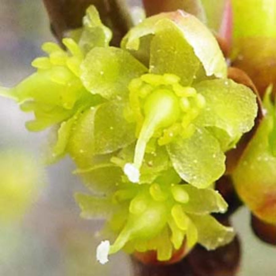 Spicebush (female)