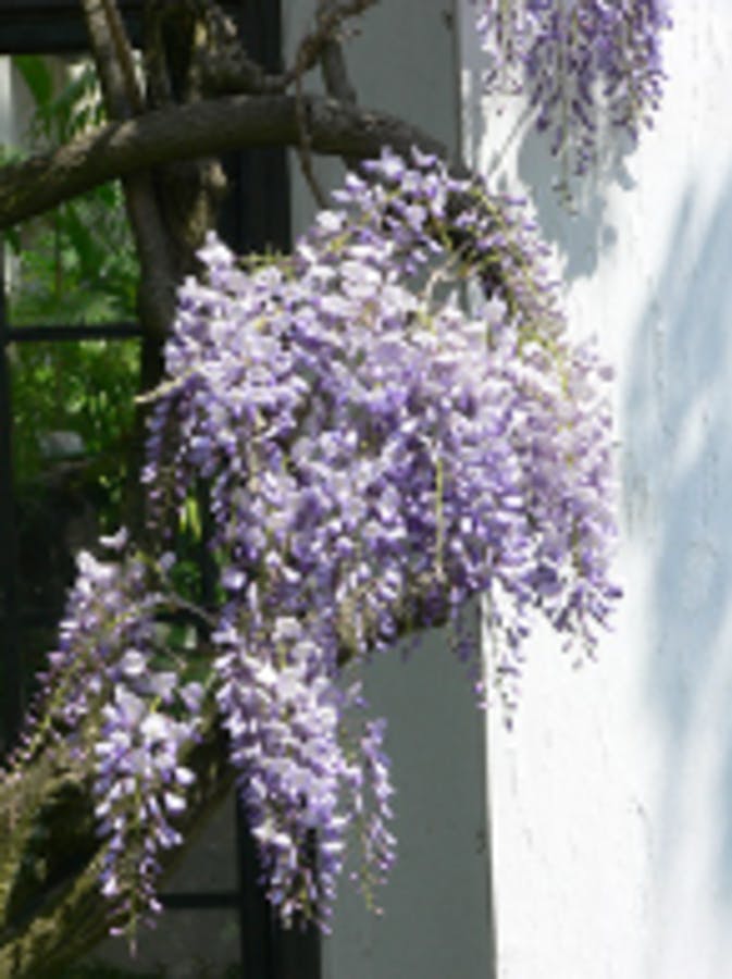 Japanese Wisteria 