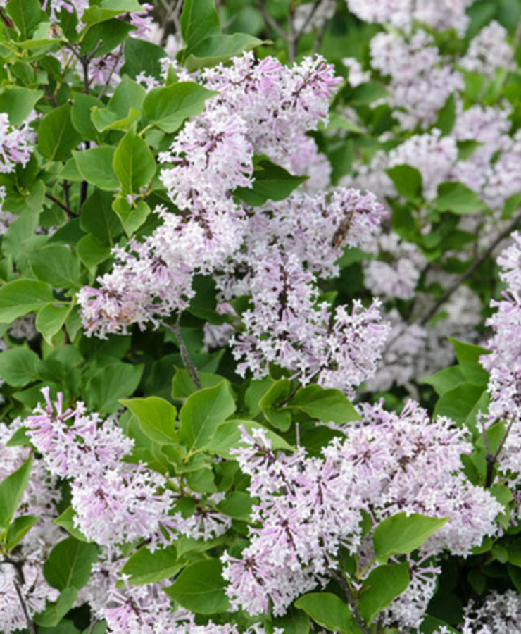 Korean Lilac (Miss Kim)