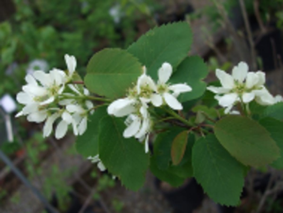 Saskatoon Serviceberry