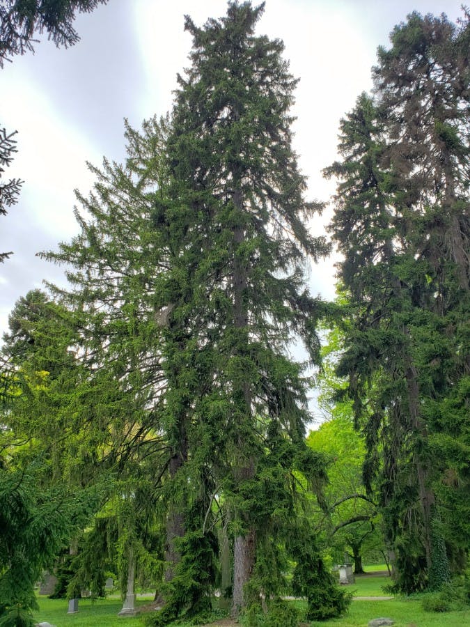 Oriental Spruce (Picea orientalis)