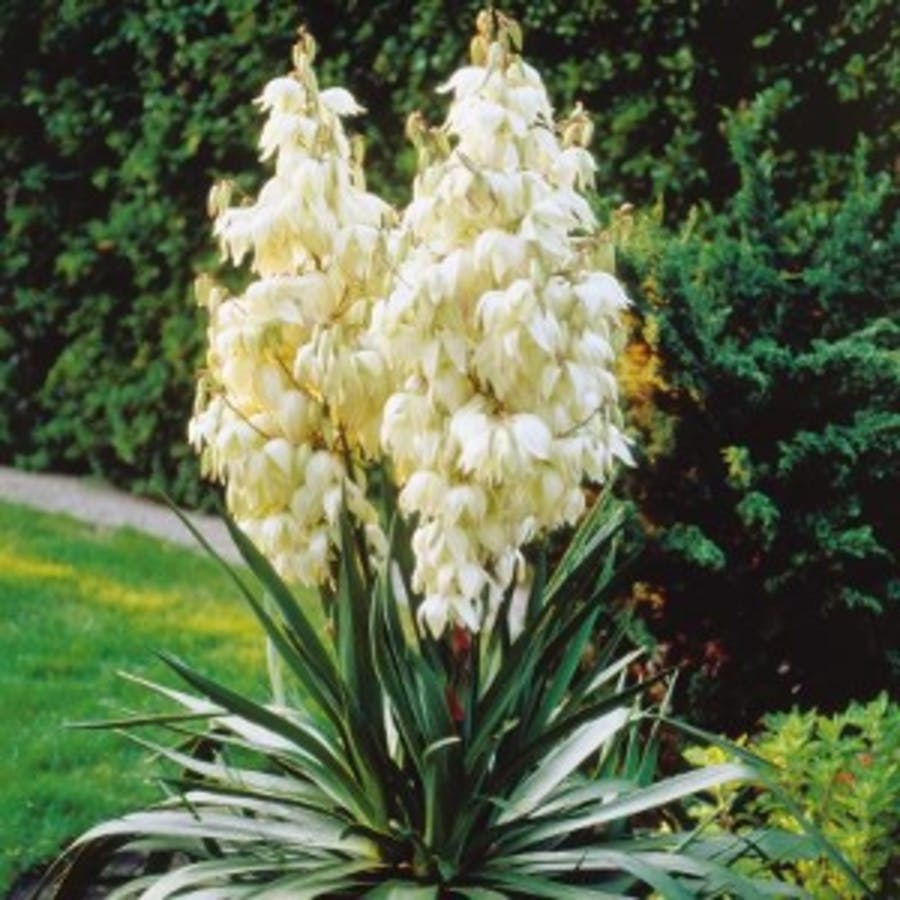 Adam’s-needle Yucca