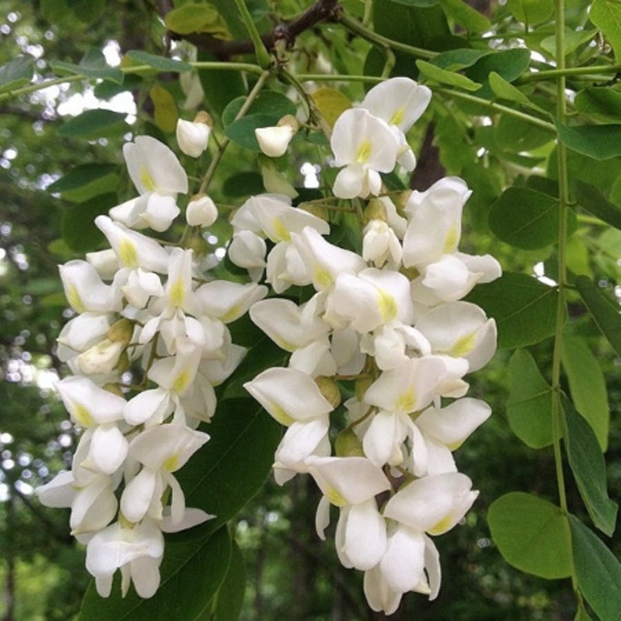 Black Locust 