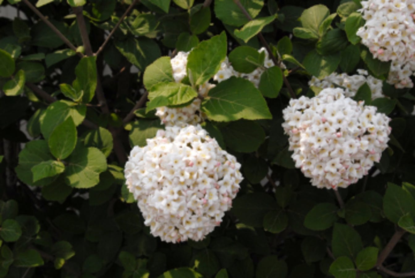 Carlcephalum Viburnum