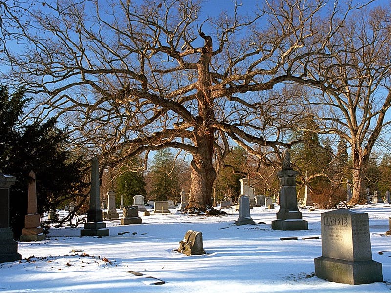 Winter Tree Identification 2024