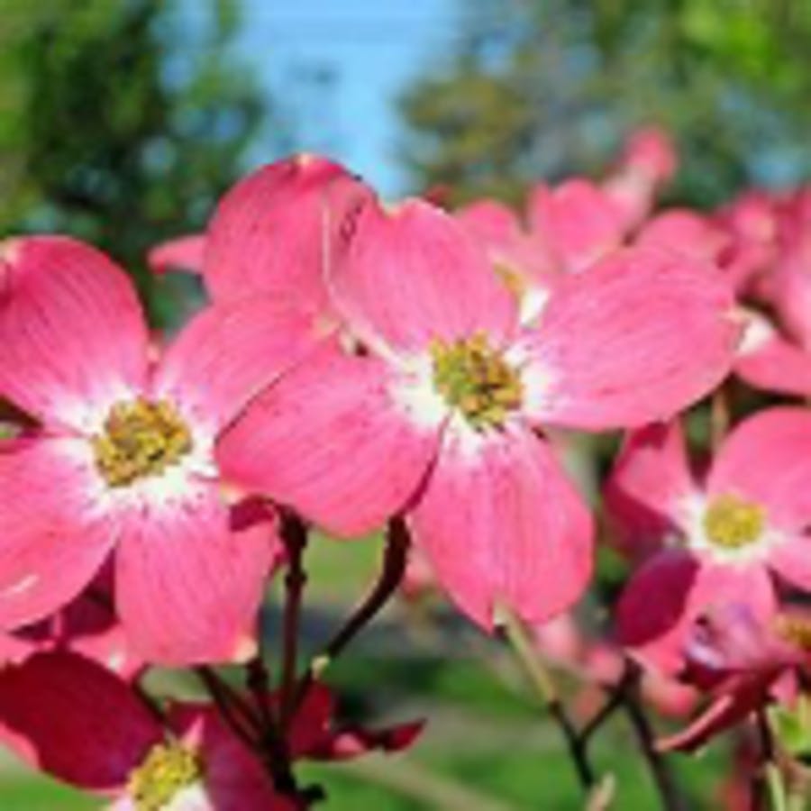 Red Flowering Dogwood 