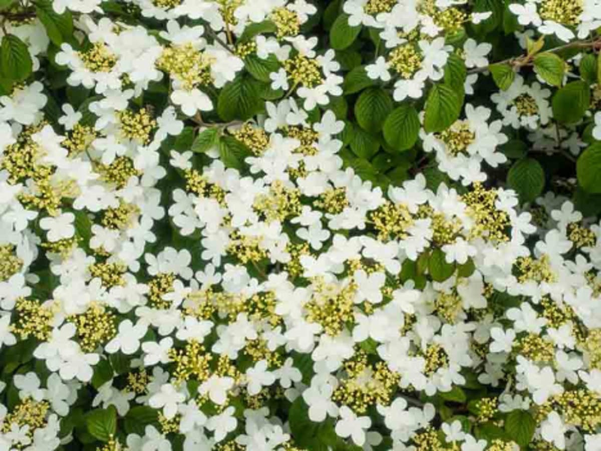 Tomentosum Doublefile Viburnum 