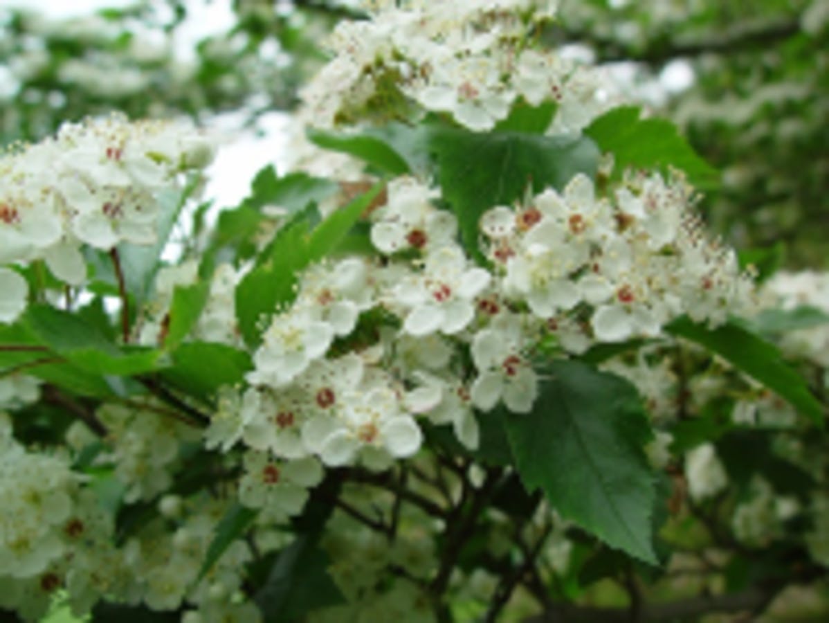 Green Hawthorn Bloom (Winter King)