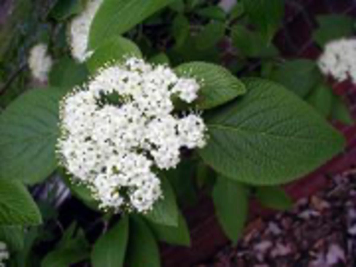 Wayfaringtree Viburnum