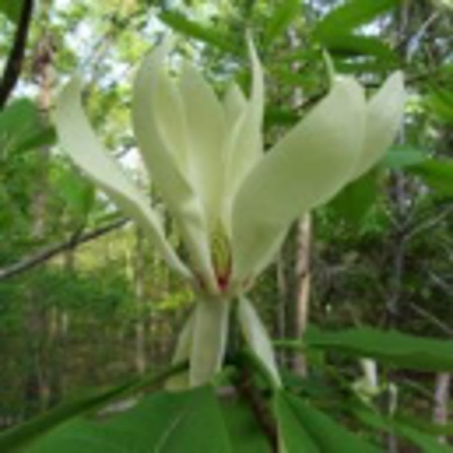 Umbrella Magnolia