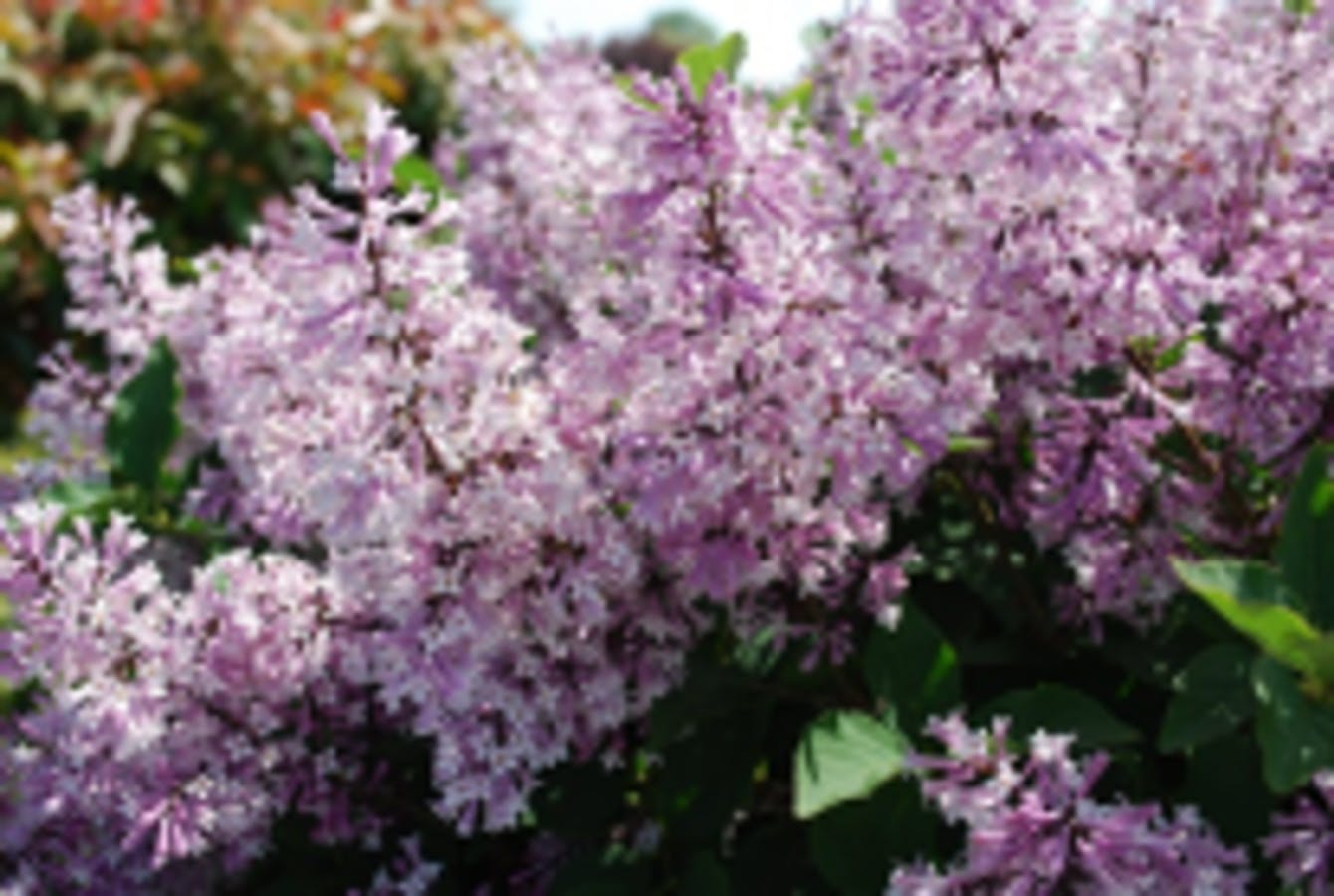 Manchurian Lilac (Miss Kim)