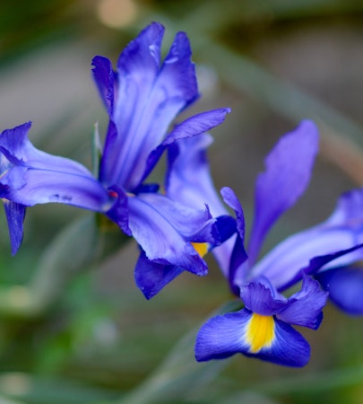 Mid March Blooms