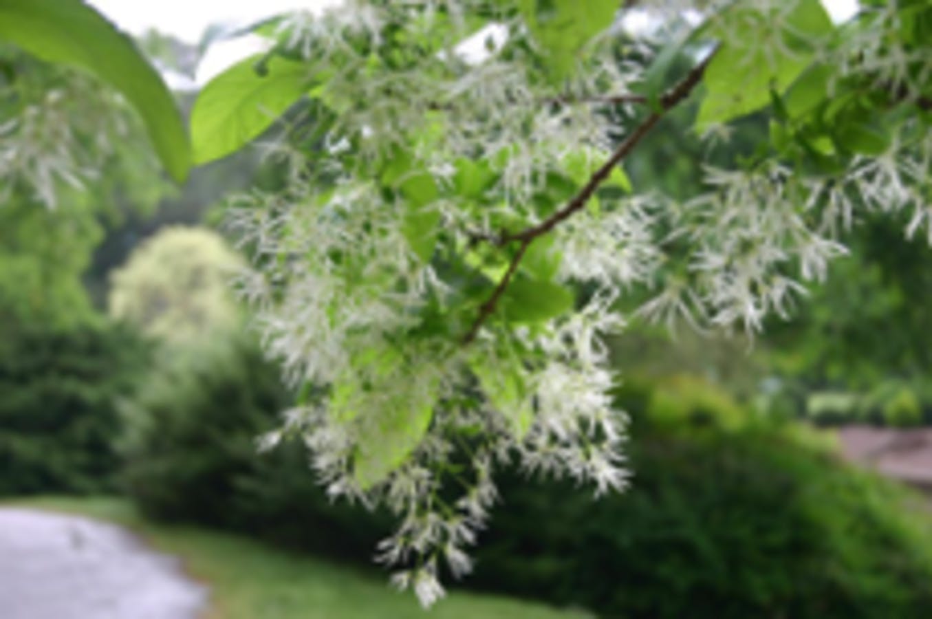 White Fringetree