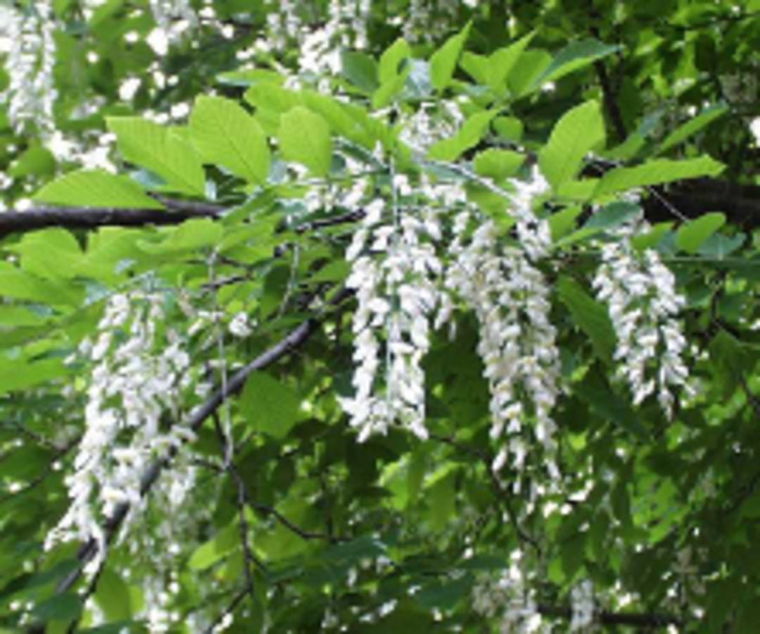 American Yellowwood 