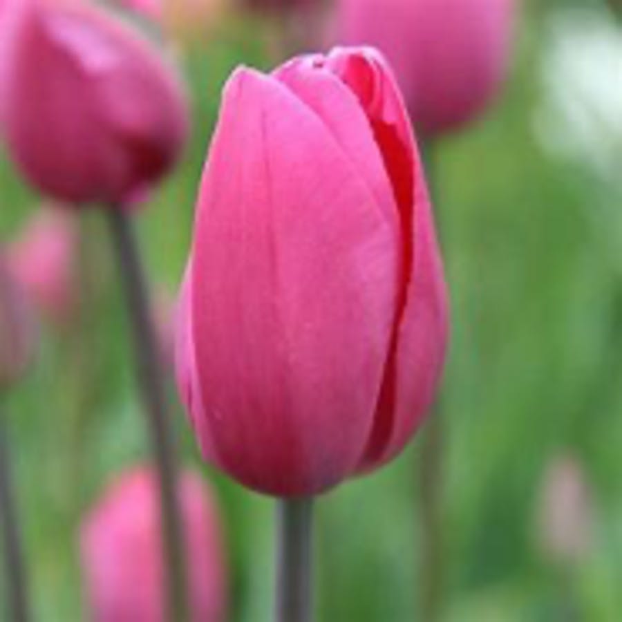 Tulip