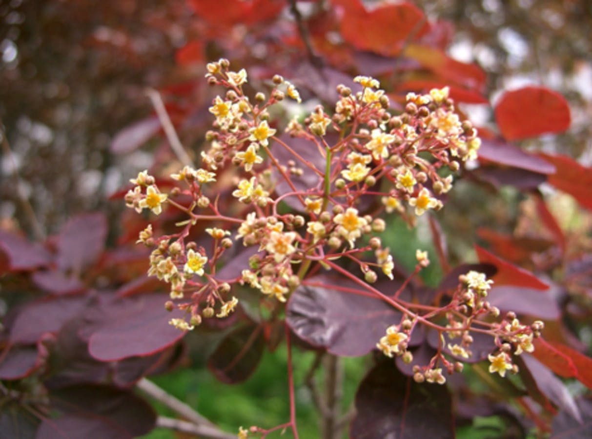 American Smoketree