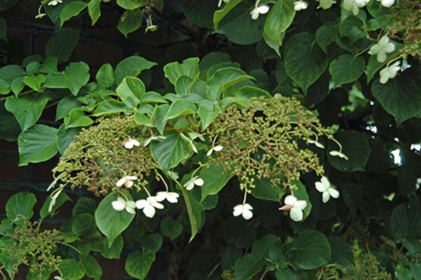 Climbing Hydrangea