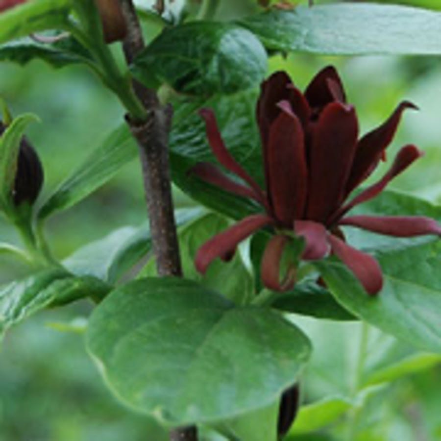 Carolina Allspice