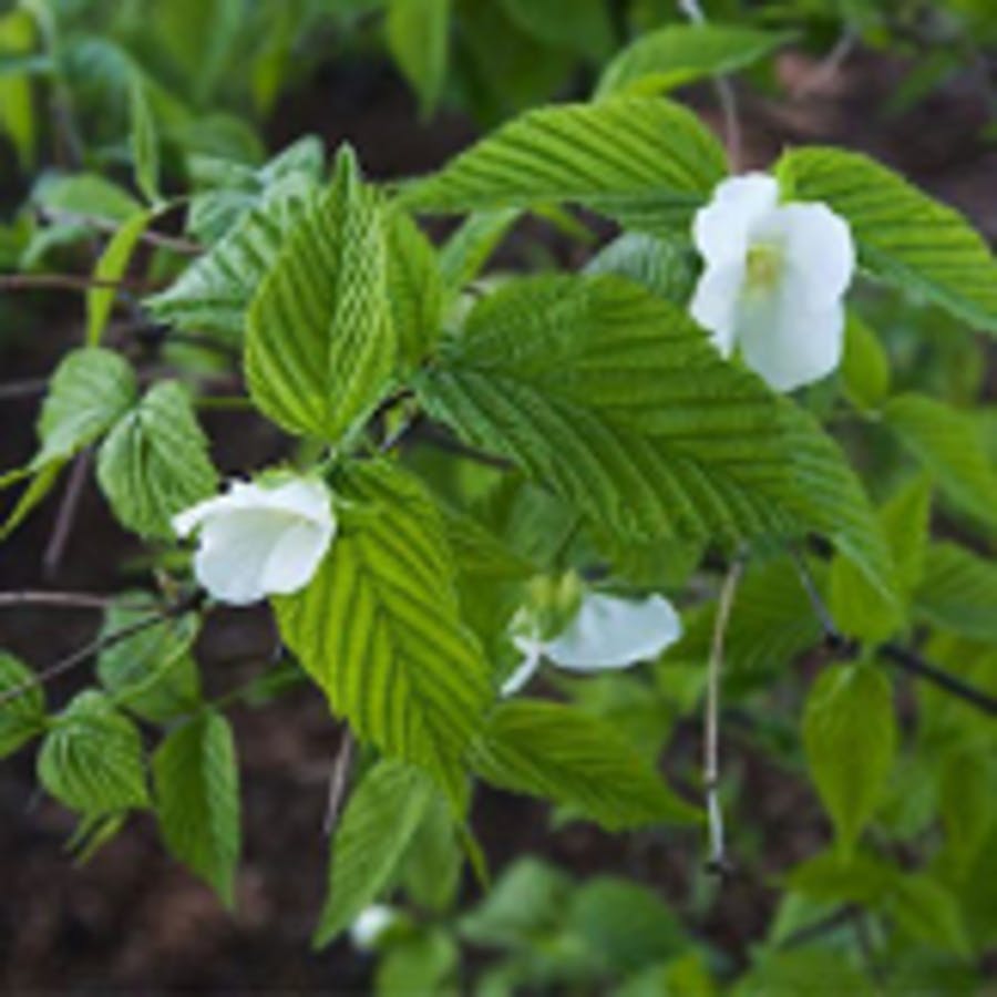 Black Jetbead (INVASIVE)